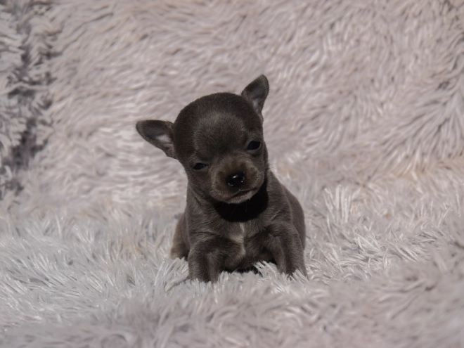Chihuahua puppy for sale