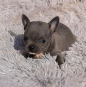Chihuahua puppy for sale