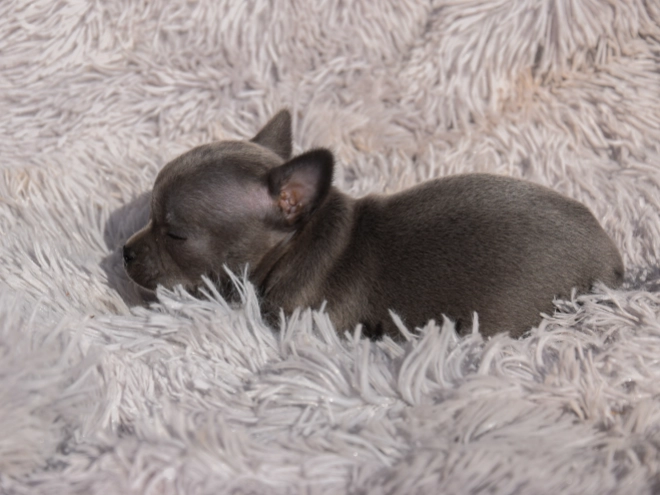Chihuahua puppy for sale