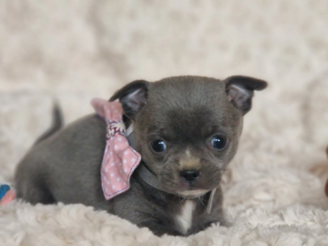 Chihuahua Welpe kaufen