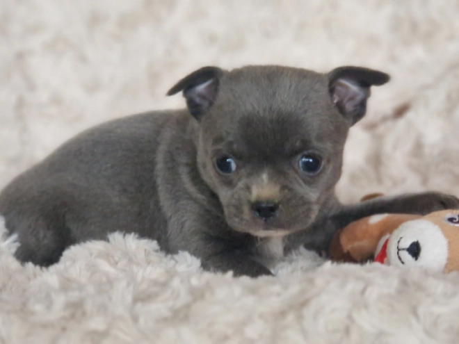 Chihuahua Welpe kaufen