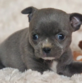 Chihuahua Welpe kaufen