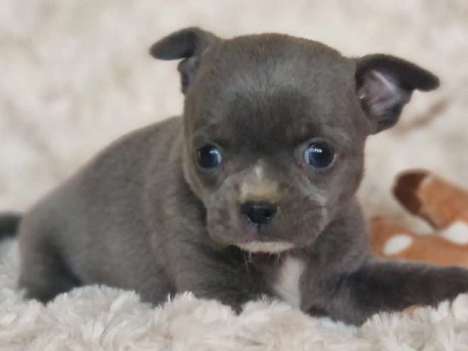 Chihuahua Welpe kaufen