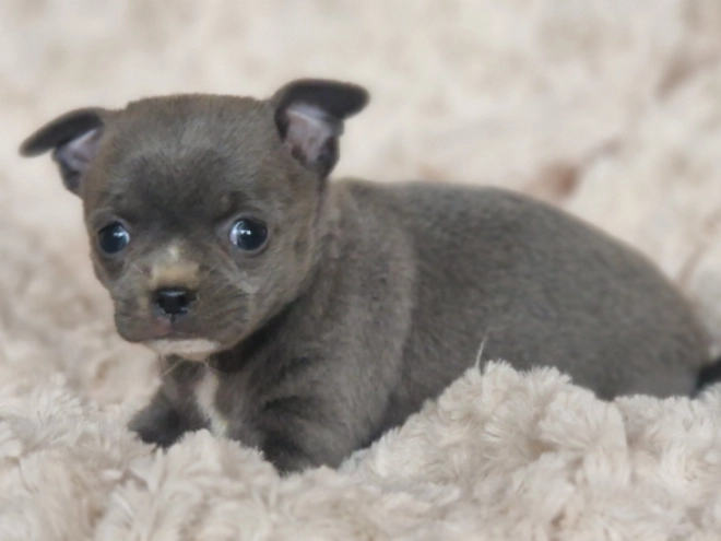 Chihuahua Welpe kaufen