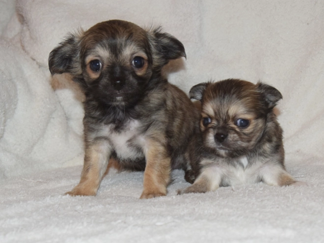 Chihuahua puppy for sale
