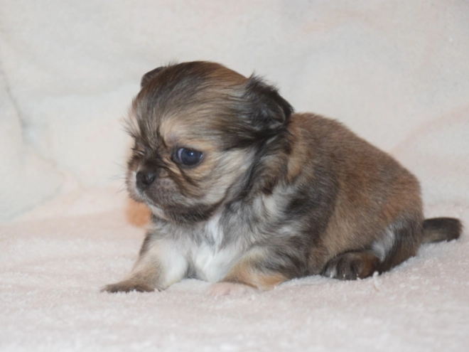 Chihuahua puppy for sale