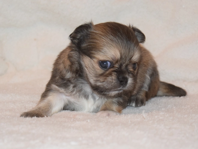 Chihuahua puppy for sale