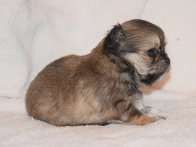 Chihuahua puppy for sale