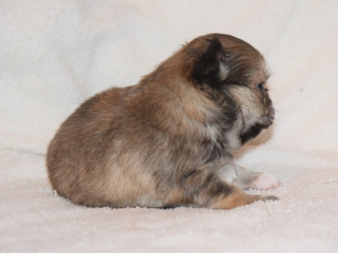 Chihuahua puppy for sale