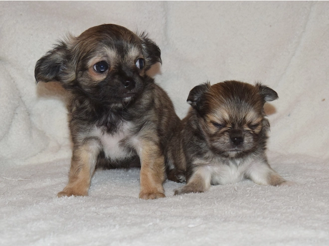 Chihuahua puppy for sale