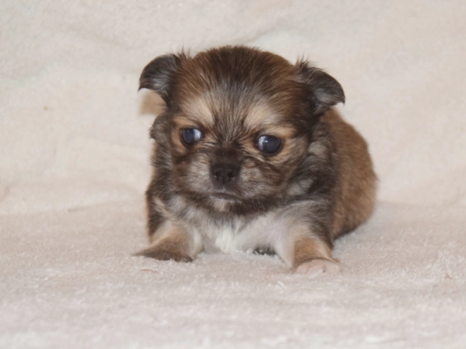Chihuahua puppy for sale