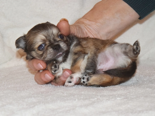 Chihuahua puppy for sale
