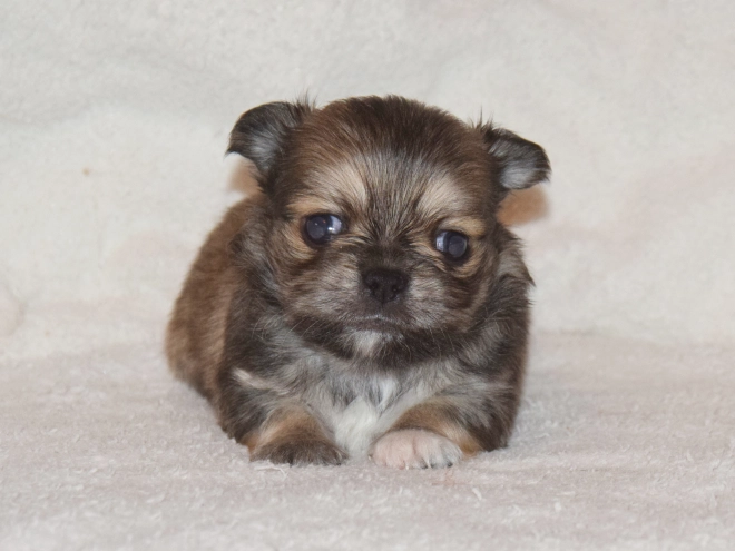 Chihuahua puppy for sale
