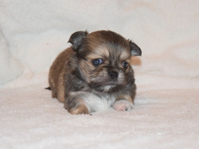 Chihuahua puppy for sale