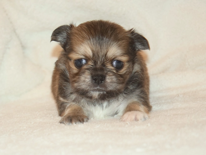 Chihuahua puppy for sale
