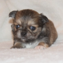 Alfredo, tricolor Chihuahua for sale