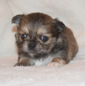 Chihuahua Welpe kaufen