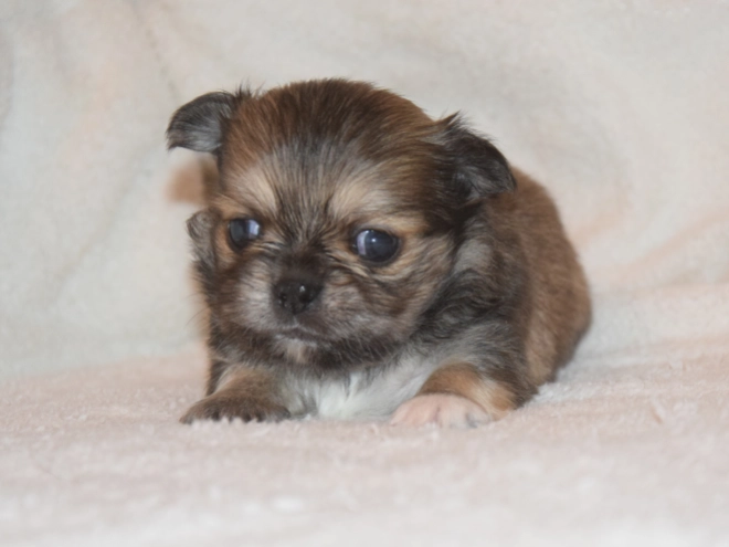 Chihuahua puppy for sale