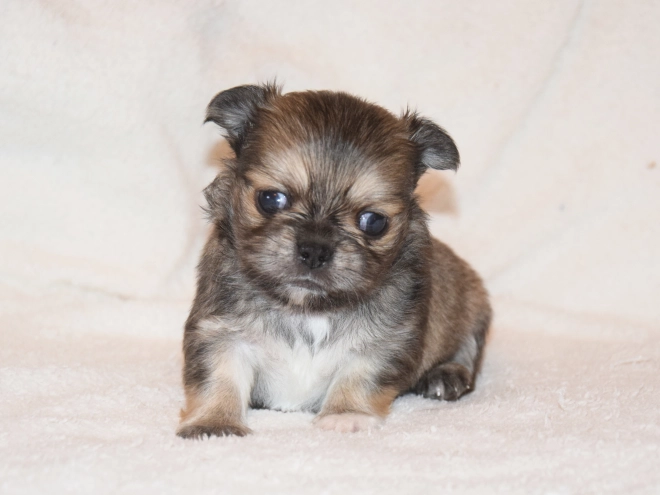 Chihuahua puppy for sale