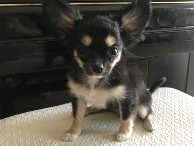Chihuahua puppy for sale
