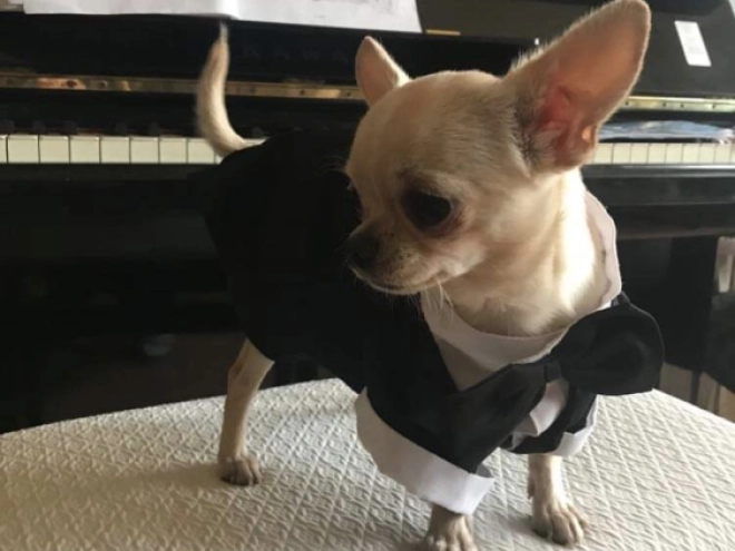 Chihuahua puppy for sale