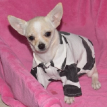 Bono, cream Chihuahua for sale