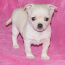 Beverly Hills Chihuahua, white Chihuahua for sale