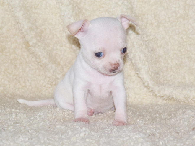 Chihuahua puppy for sale