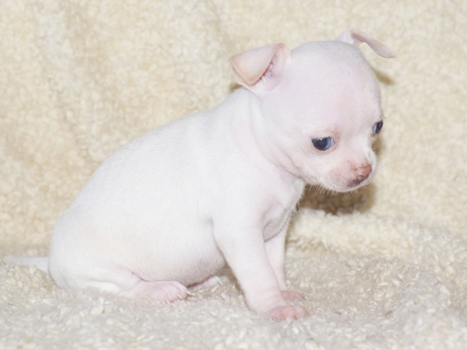 Chihuahua puppy for sale