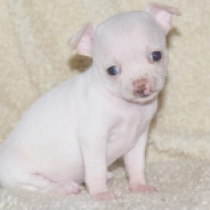 Princess of New York, white Chihuahua for sale