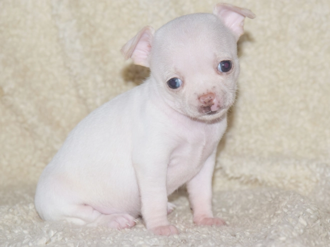 Chihuahua puppy for sale