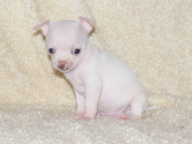 Chihuahua puppy for sale