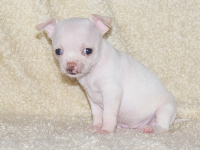 Chihuahua puppy for sale