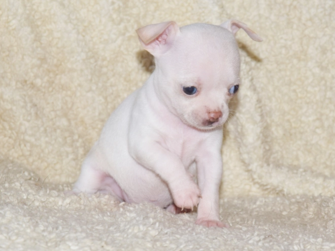 Chihuahua puppy for sale