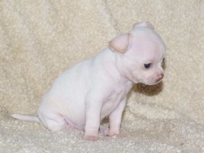 Chihuahua puppy for sale