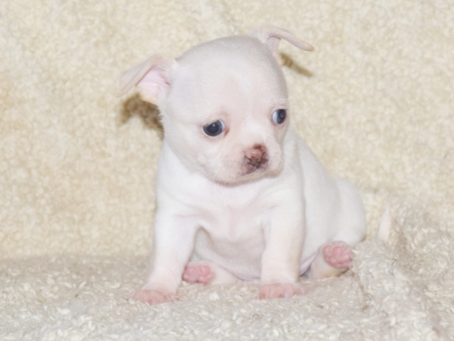 Chihuahua puppy for sale