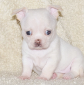 Chihuahua puppy for sale