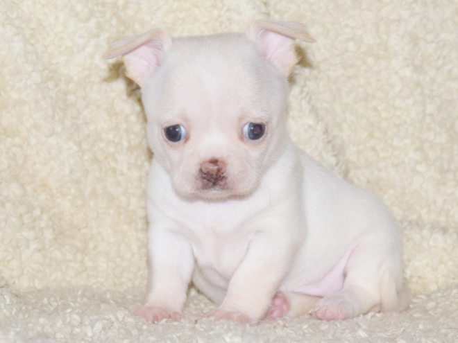 Chihuahua puppy for sale
