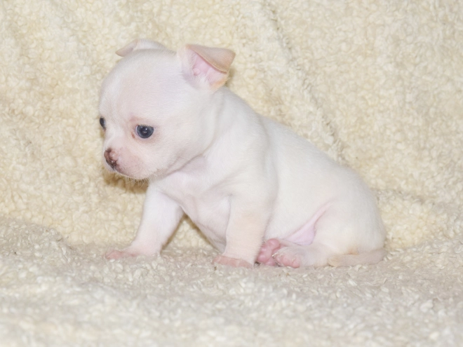 Chihuahua puppy for sale