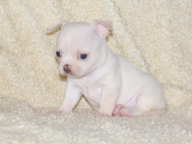 Chihuahua puppy for sale