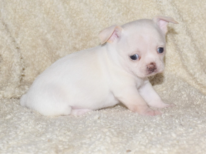Chihuahua puppy for sale