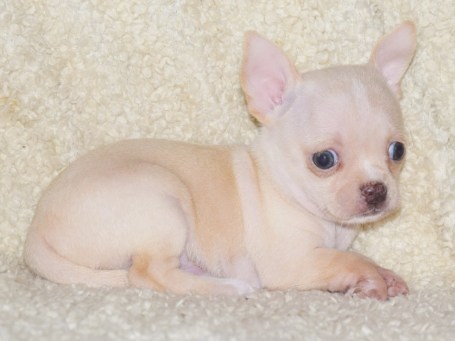 Chihuahua puppy for sale