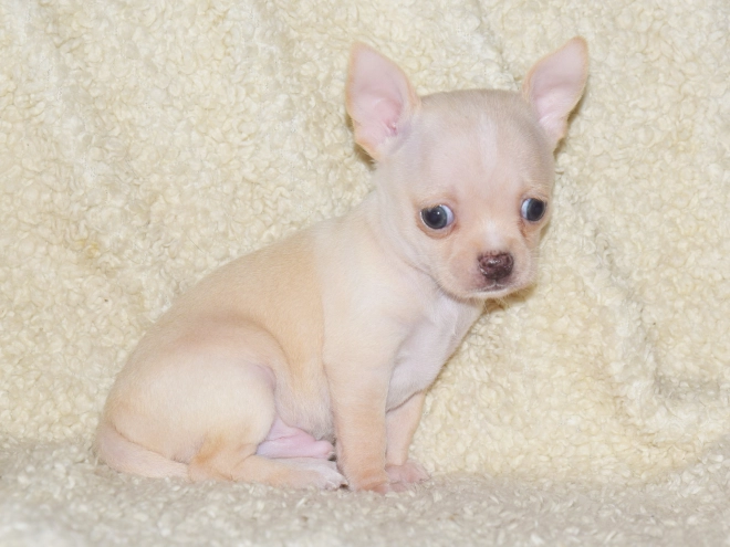 Chihuahua puppy for sale