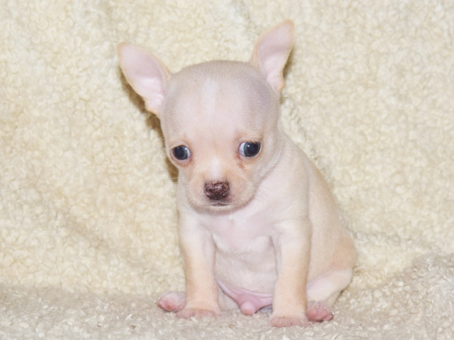 Chihuahua puppy for sale