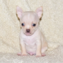 Hush Puppy, beige Chihuahua for sale