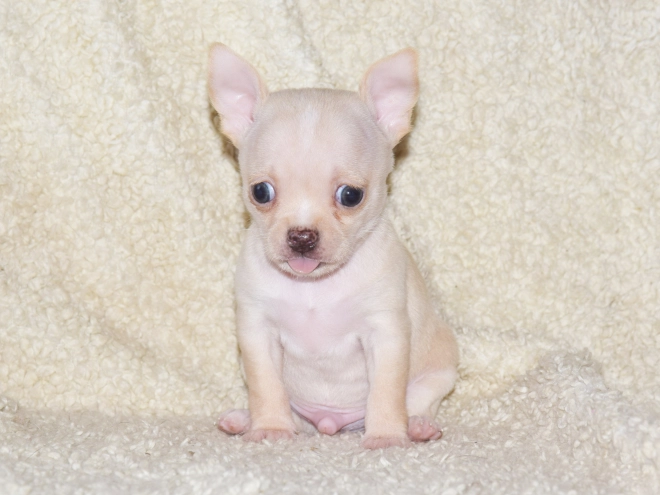 Chihuahua puppy for sale