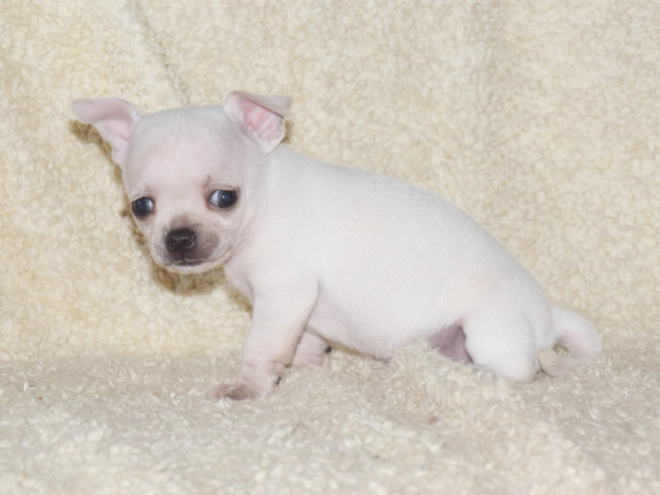 Chihuahua puppy for sale
