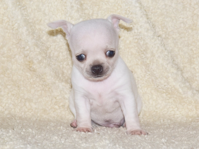Chihuahua puppy for sale