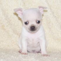 Incy, beige Chihuahua for sale
