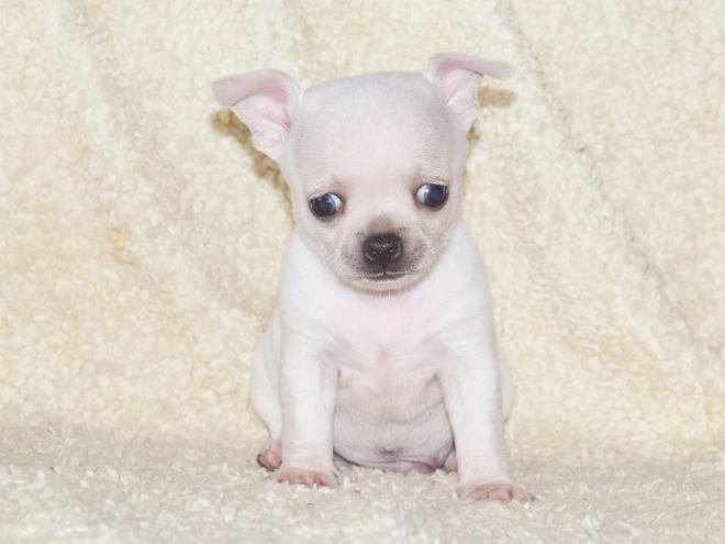 Chihuahua puppy for sale